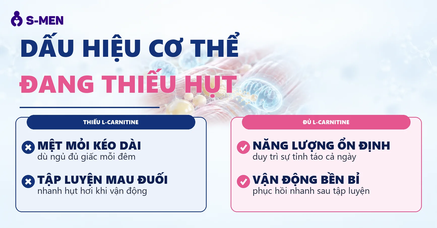 Đồ họa tế bào cơ và giọt mỡ chuyển hóa mờ, nền sáng