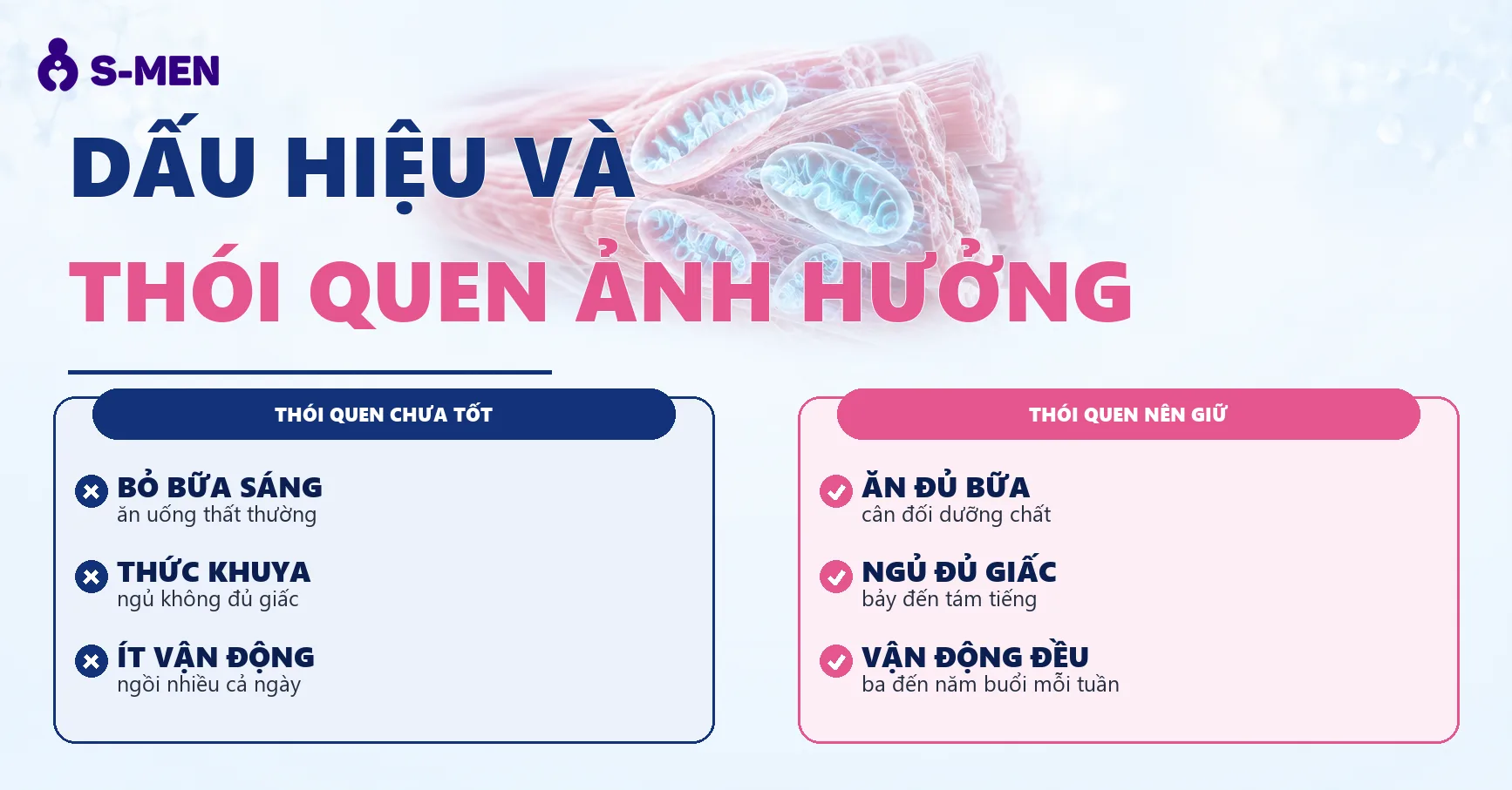 Đồ họa sợi cơ và ty thể sản sinh năng lượng, nền sáng